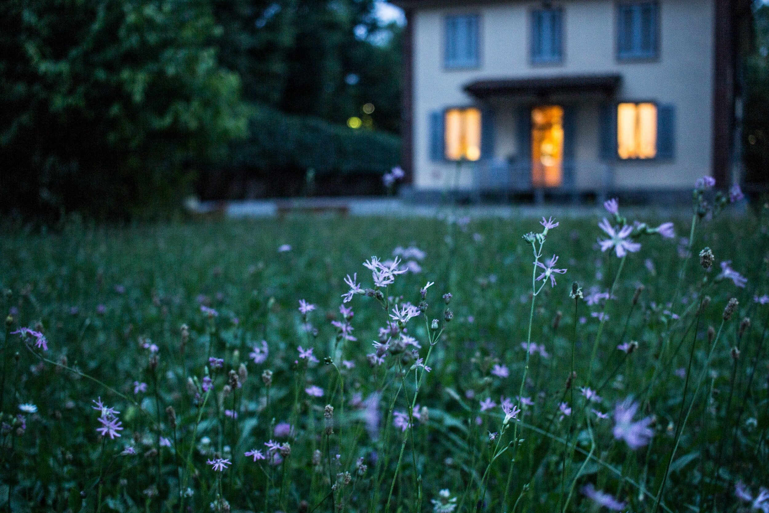 flowers in grassy foreground with house behind